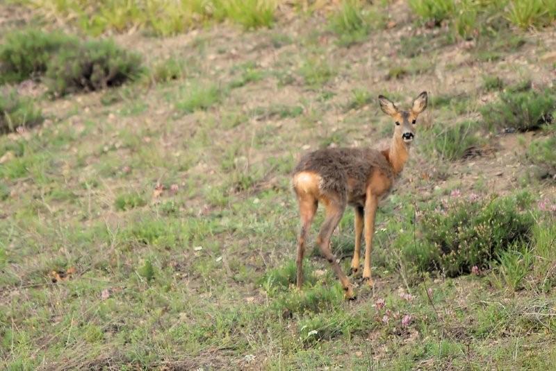 Il Capriolo